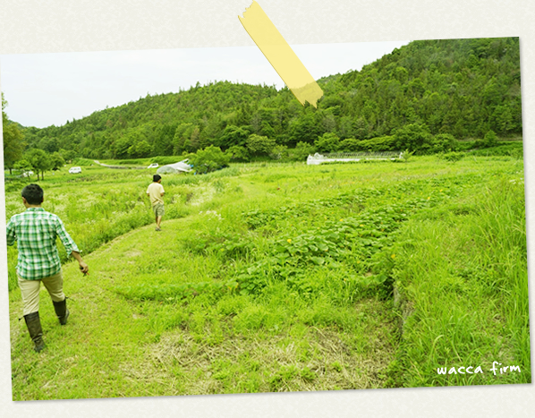 ワッカファーム