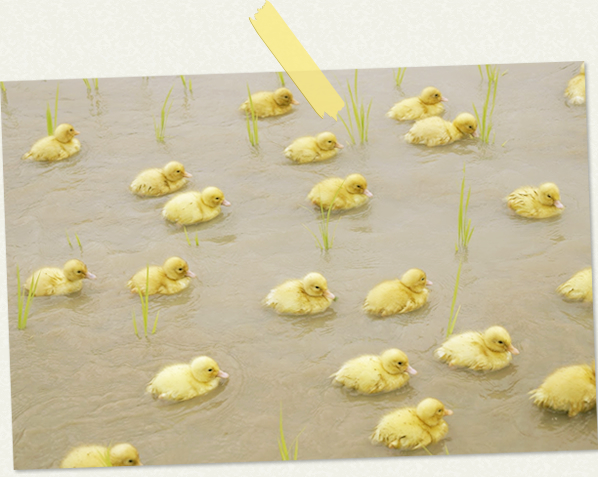 merry berry 吉田さんの農場にて