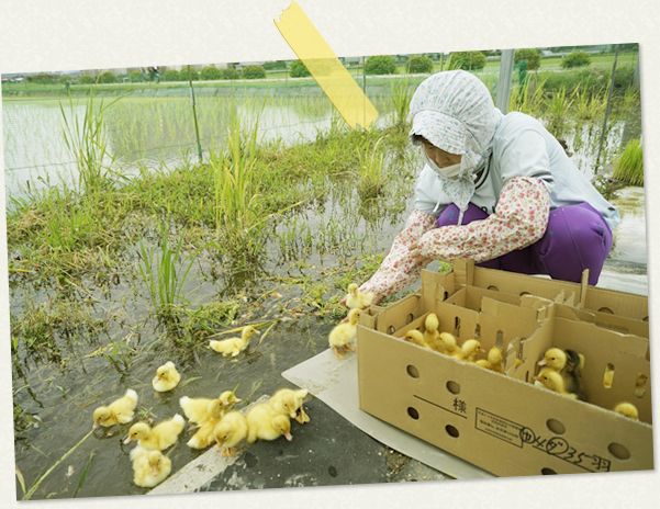 merry berry 吉田さんの農場にて