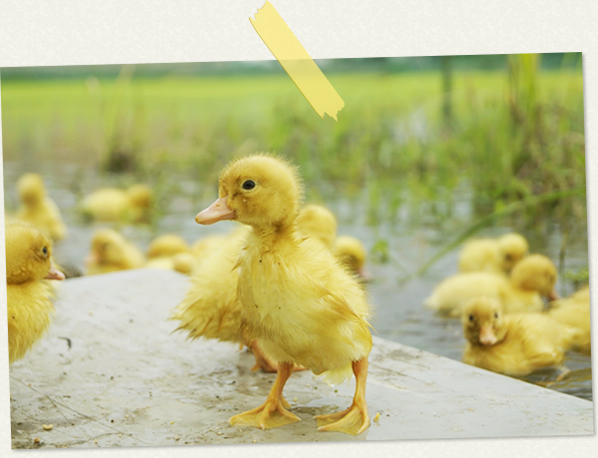 merry berry 吉田さんの農場にて